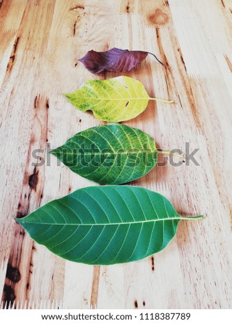 Green, yellow and dried leaves, the concept of conversion of leaves from fresh leaves withered down to the ground.