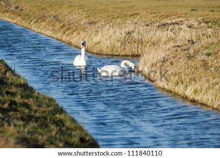 The swans are the largest members of the duck family Anatidae, and are among the largest flying birds.