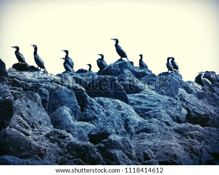 Cormorants birds gathered on rocks at Mornington beach, near Drogheda, Co Louth, Ireland.