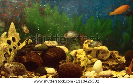 Aquarium life decor concept . Aquarium with cichlids decorated with coconuts, stones, decorative elements. selective focus.