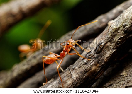 red ant on branch of tree,protect himself posture from human