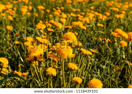 field of blooming dandelions in the summer in the daytime