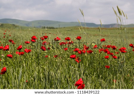 green field with corn poppies on the background of mountains