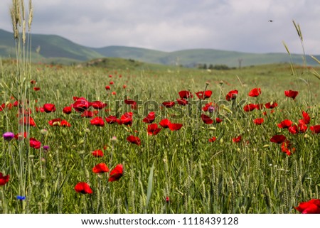 green field with corn poppies on the background of mountains