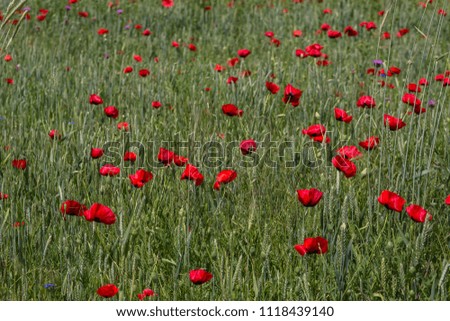 green field with corn poppies in the daytime