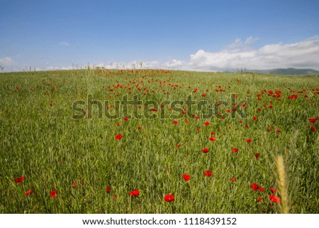 green field with corn poppies in the daytime