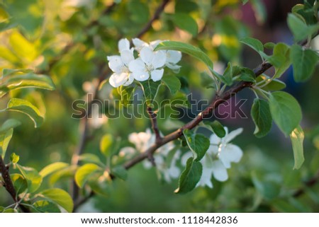 small white flowers on a branch of a plant