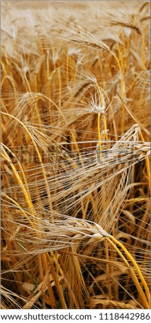 In June, grain harvesting begins in Germany. In the picture ripe rye, which tomorrow will fall into the granaries of the republic.