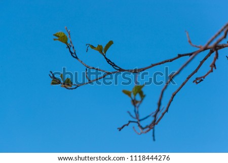 branch of a tree with flowering leaves