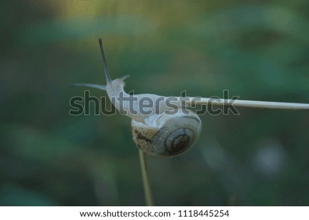         interesting snail movements on a straw close plan   