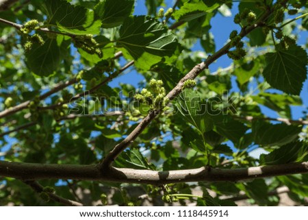 shoots on a tree branch in the summer against a background of foliage
