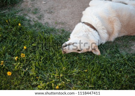 white dog lies on his back in the yard
