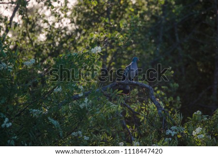 dove on a tree branch in the forest