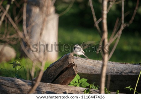 little bird on a wooden beam in the afternoon