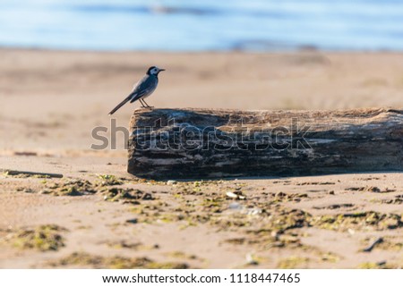 bird on a wooden bar against the sea