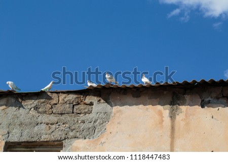 white doves on the roof of an old building