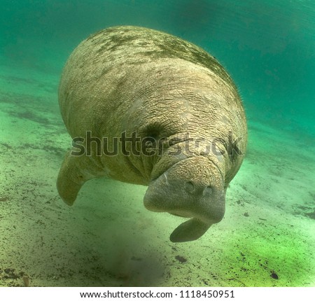 juvenile manatee swimming