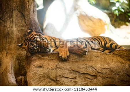sleeping tiger in the forest