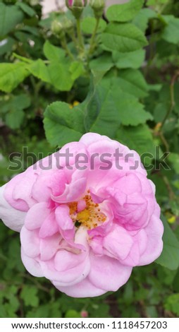 Pink rose flower on a background of green leaves