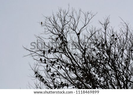 tree silhouettes with birds and cloudy sky