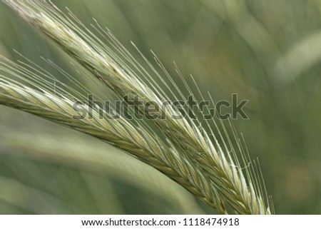 Makro photo of a Rye spike (Secale cereale) in a field.