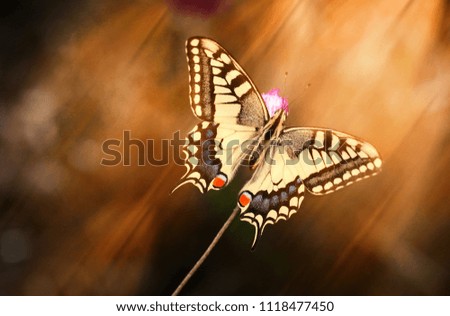 butterfly and nature