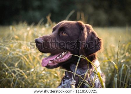 Hunting Dog Portrait 