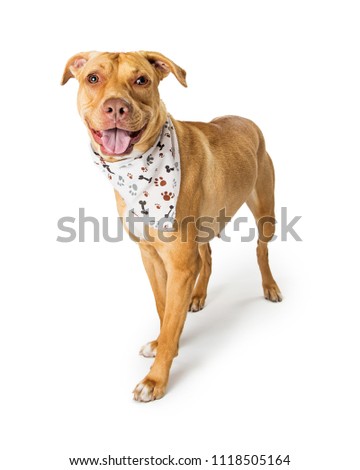 Labrador and Pit Bull crossbreed dog with happy expression standing on white wearing a bone and paw print bandana 