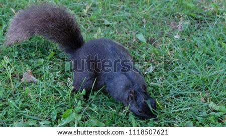 A Black Squirrel Sniffing for Food Close Up