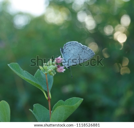moth with blue wings on the background of greenery