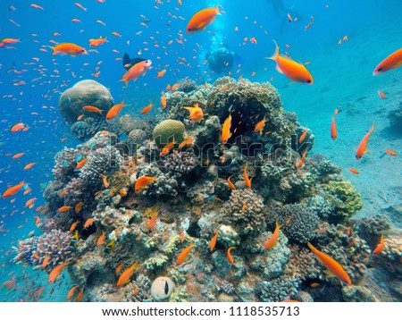 Coral reef and tropical fish in the Red Sea next to Eilat Royalty-Free Stock Photo #1118535713