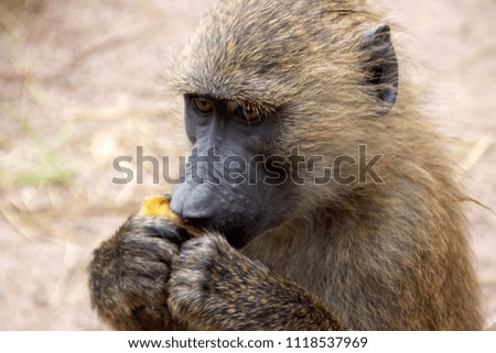 A baboon munching on a banana peal on a nature preserve in Ghana.