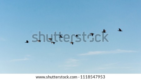A flock of birds (cormorants, phalacrocorax carbo) flies in the sky. Royalty-Free Stock Photo #1118547953