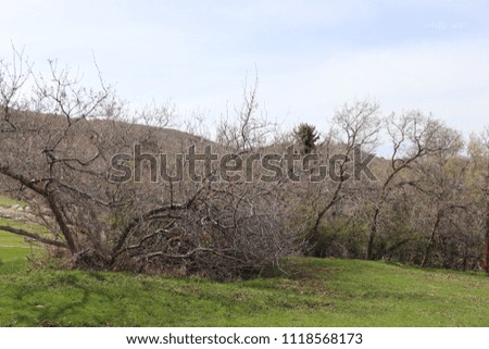A thicket of scrub oak and leafless trees in the springtime at a golf  course near Salt Lake City Utah