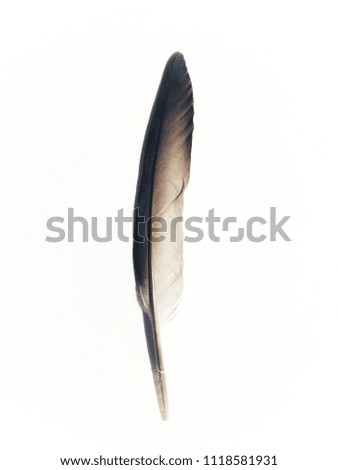 Feather on a white background