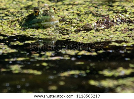I see you: A Western Toad in an Oregon pond