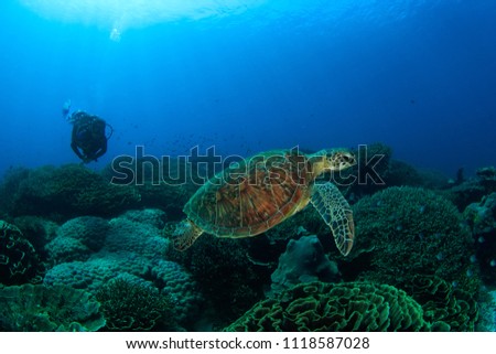 Scuba Diver and Green Turtle on a Dive Site in Komodo National Park, Indonesia