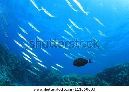 School of Yellowtail Barracuda Fish and Surgeonfish on coral reef
