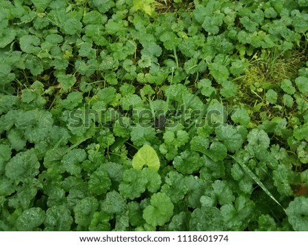 small dark frog in green clovers and grass