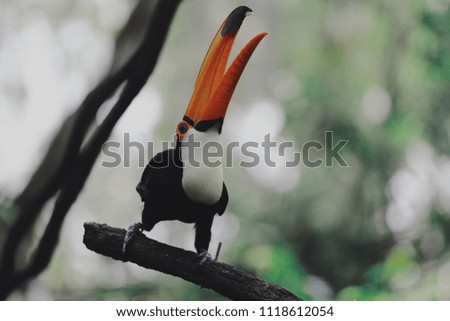 Wild toucan on tree branch