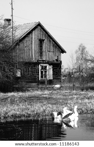 Old house and Duck swimming in the pond