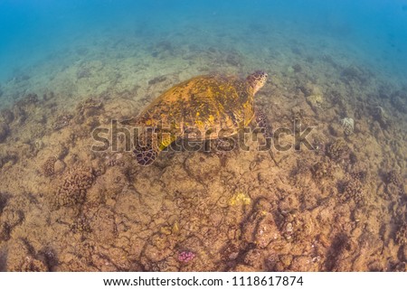 Sea turtle swimming along ocean bottom