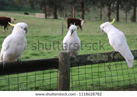 cockatoos sitting on fence with cows 