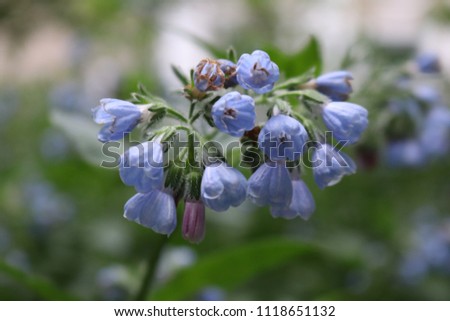 Summer violet-blue flowers of lungwort