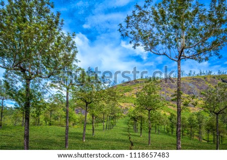 Symmetrical Trees on a Valley. Saplings planted in formation near the hill in Kerala, India.