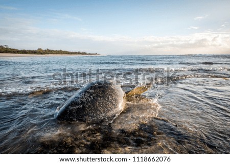 Female Green sea turtle swimming away in the Indian Ocean after having laid her eggs. Swahili Coast, Tanzania. 