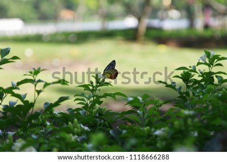 colorful betterfly on a sweet smeel of white orange jasmine flower 