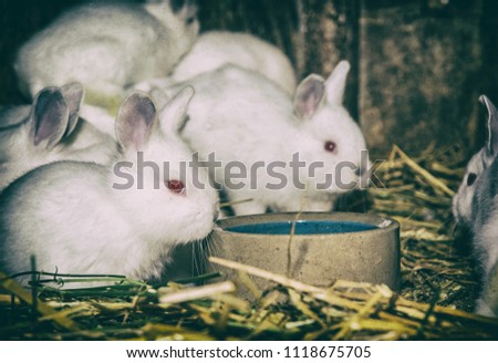 Beautiful white rabbits. Animal portrait. Big ears and red eyes. Little white bunnies. Analog photo filter with scratches.