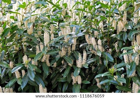 shrub of prunus laurocerasus, the cherry laurel, with white inflorescences in springtime Royalty-Free Stock Photo #1118676059