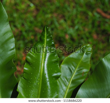Green leaves of Bird's nest fern or Nest fern (Asplenium nidus)